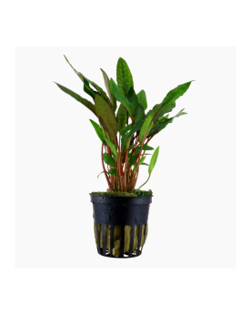 Anubias nana Paxing Anubias barteri "nana Paxingi" Les Anubias sont...