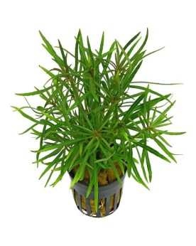 Anubias nana Paxing Anubias barteri "nana Paxingi" Les Anubias sont...