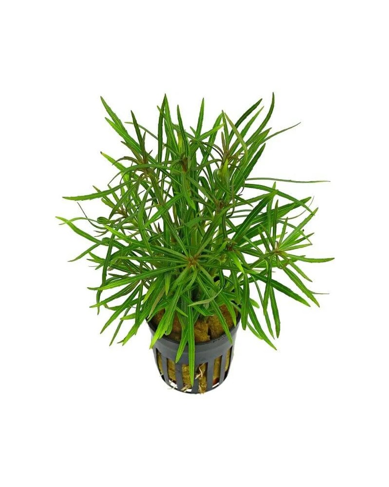 Anubias nana Paxing Anubias barteri "nana Paxingi" Les Anubias sont...