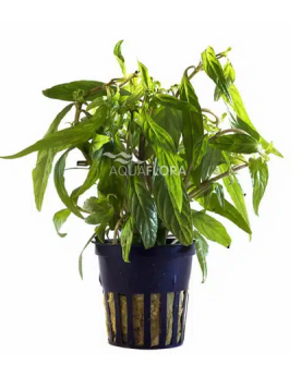 Anubias nana Paxing Anubias barteri "nana Paxingi" Les Anubias sont...