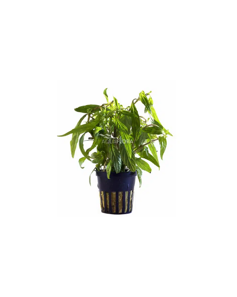 Anubias nana Paxing Anubias barteri "nana Paxingi" Les Anubias sont...