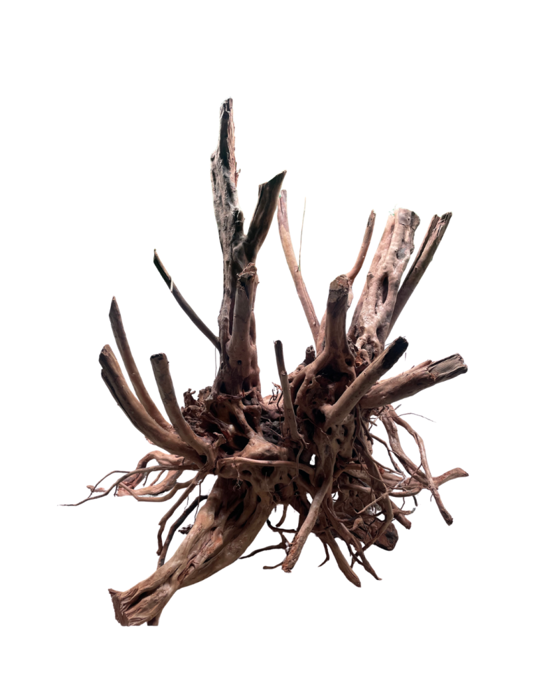 Racine X12 Vous choisissez la racine de la photo. Racine TALAWA Rac...