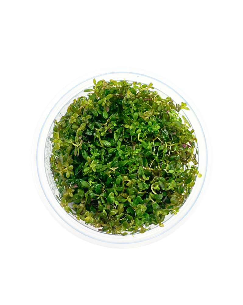 Rotala sp. Yao Yai - Aqua-art Rotala sp. 'Yao Yai' Il s'agit d'une ...