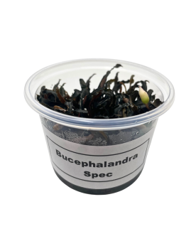 Bucephalandra Theia- In vitro Bucephalandra sp. 'Theia' – In Vitro ...