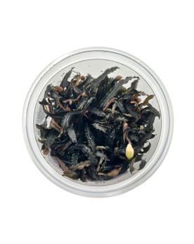 Bucephalandra Theia- In vitro Bucephalandra sp. 'Theia' – In Vitro ...