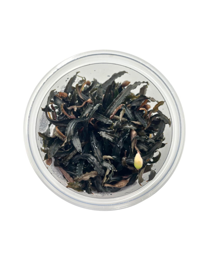 Bucephalandra Theia- In vitro Bucephalandra sp. 'Theia' – In Vitro ...