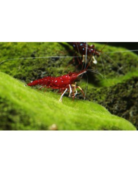 Caridina mutlidentata Japonica - Amano Orange - M (2-4cm) Caridina ...