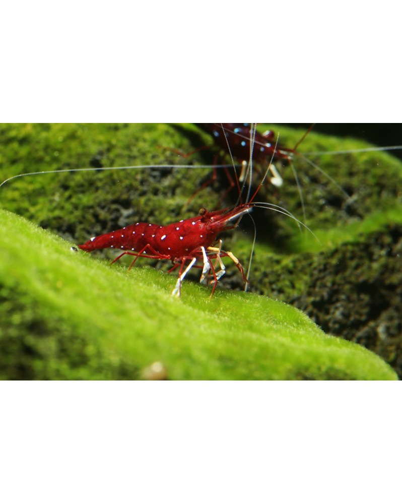 Caridina mutlidentata Japonica - Amano Orange - M (2-4cm) Caridina ...