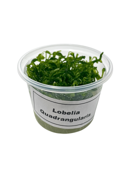 Rotala sp. Yao Yai - Aqua-art Rotala sp. 'Yao Yai' Il s'agit d'une ...