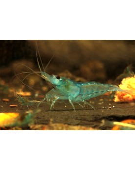 Blue Jelly - Lot de 20