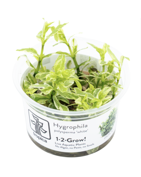 Hygrophila pinnatifida - In Vitro! Une intéressante variété d‘Inde ...