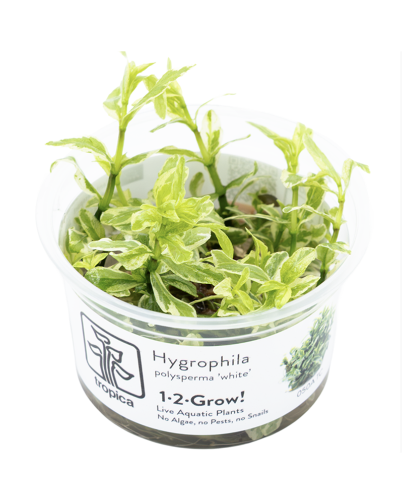 Hygrophila pinnatifida - In Vitro! Une intéressante variété d‘Inde ...