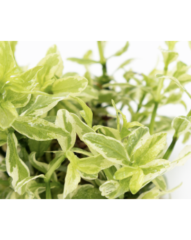 Hygrophila pinnatifida - In Vitro! Une intéressante variété d‘Inde ...