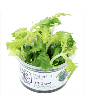 Hygrophila pinnatifida - In Vitro! Une intéressante variété d‘Inde ...