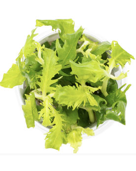 Hygrophila pinnatifida - In Vitro! Une intéressante variété d‘Inde ...