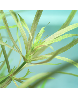 Rotala sp. Yao Yai - Aqua-art Rotala sp. 'Yao Yai' Il s'agit d'une ...