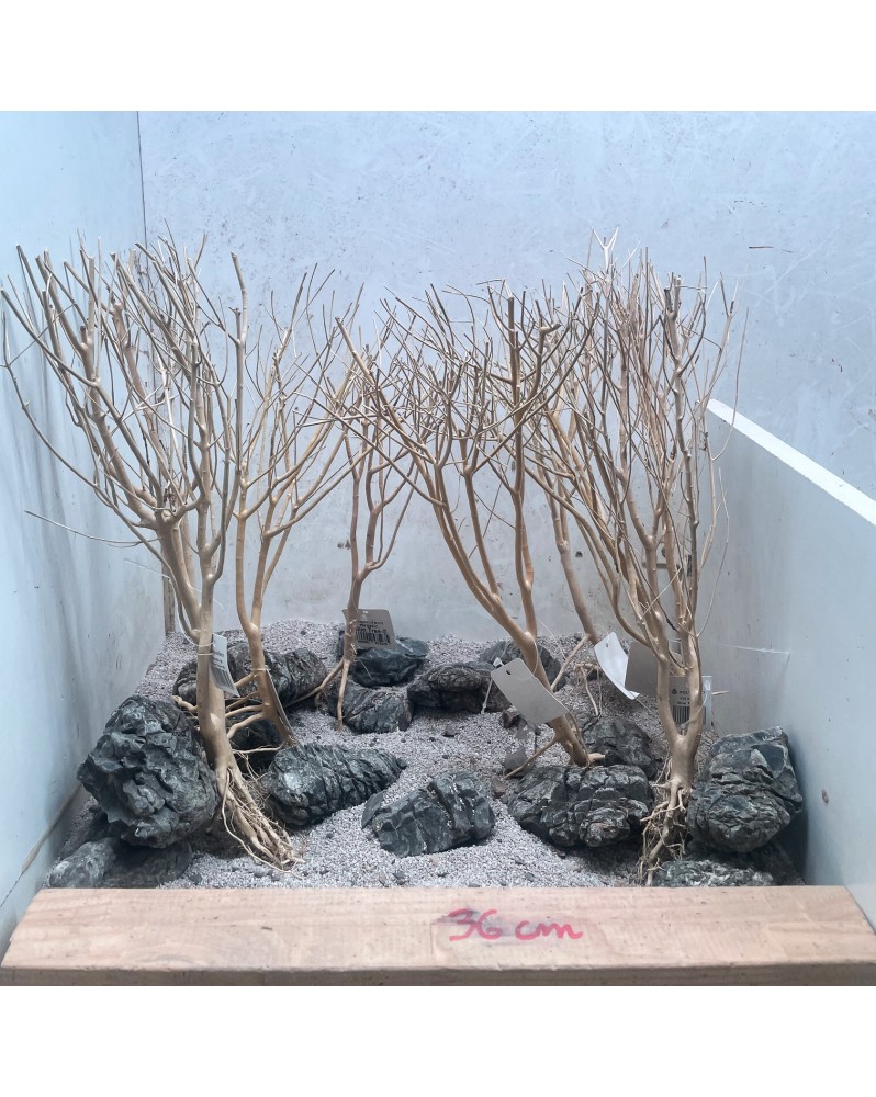 Hardscape HS-9 avec Truly stones et racines SLIM TREE