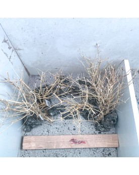 Hardscape HS-9 avec Truly stones et racines SLIM TREE