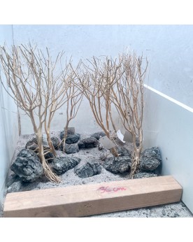 Hardscape HS-9 avec Truly stones et racines SLIM TREE