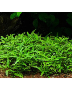 Rotala sp. Yao Yai - Aqua-art Rotala sp. 'Yao Yai' Il s'agit d'une ...
