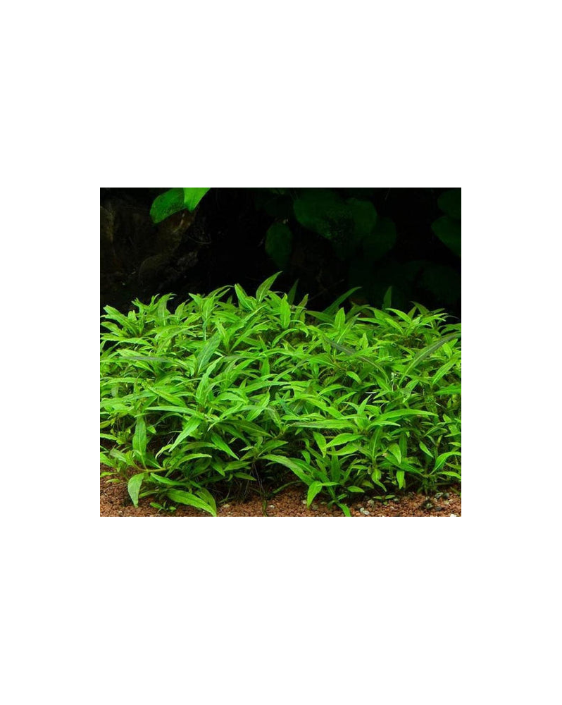 Rotala sp. Yao Yai - Aqua-art Rotala sp. 'Yao Yai' Il s'agit d'une ...