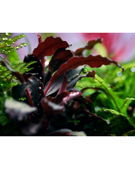 Rotala sp. Yao Yai - Aqua-art Rotala sp. 'Yao Yai' Il s'agit d'une ...