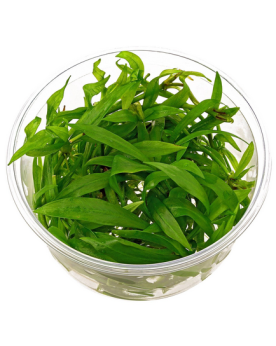 Rotala sp. Yao Yai - Aqua-art Rotala sp. 'Yao Yai' Il s'agit d'une ...