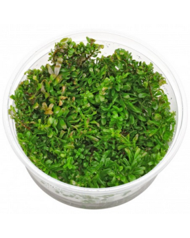 Rotala Bangladesh in Vitro - Pot XXL 8.5cm Rotala Bangladesh est un...