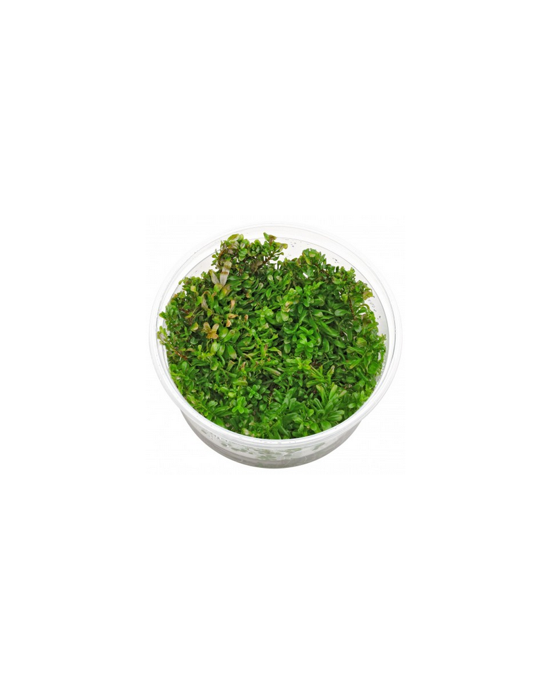 Rotala Bangladesh in Vitro - Pot XXL 8.5cm Rotala Bangladesh est un...