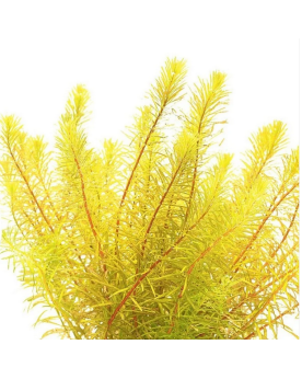 Rotala Bangladesh in Vitro - Pot XXL 8.5cm Rotala Bangladesh est un...