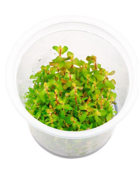 Rotala Shimoga in Vitro - Pot XXL 8.5cm Rotala Shimoga est une vari...
