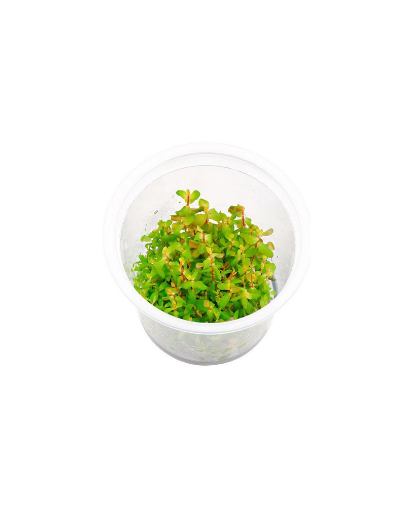 Rotala Shimoga in Vitro - Pot XXL 8.5cm Rotala Shimoga est une vari...