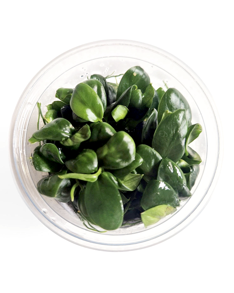 Anubias var. nana Bonsaï in Vitro Anubias barteri var. nana 'Bonsaï...