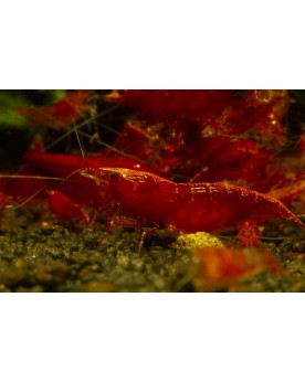 Red Cherry (Bien Rouge) (lot de 10)