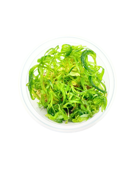 Rotala sp. Yao Yai - Aqua-art Rotala sp. 'Yao Yai' Il s'agit d'une ...