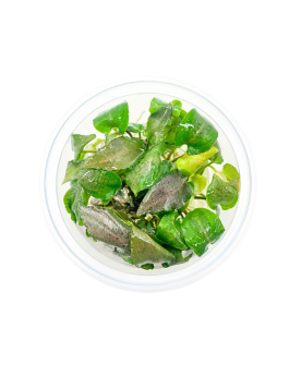 Rotala sp. Yao Yai - Aqua-art Rotala sp. 'Yao Yai' Il s'agit d'une ...