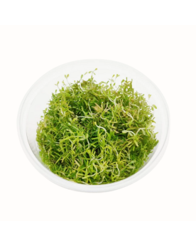 Rotala rotundifolia Periya, petites feuilles et tiges rougeatres