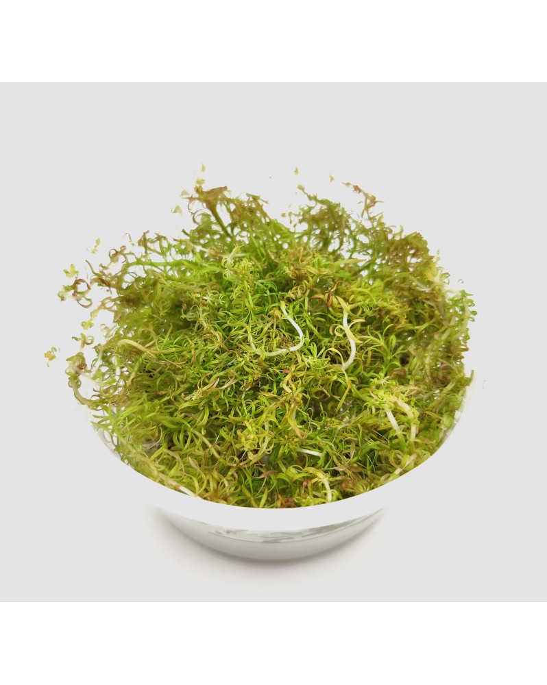 Ludwigia inclinata Verticillata Pantanal  in Vitro - Pot XXL 8.5cm