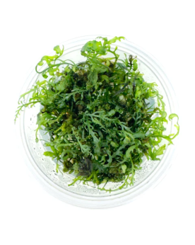 Bolbitis Heudolotii en pot in vitro, fougere 15-40 cm