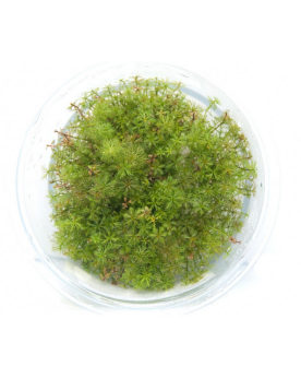 Myriophyllum 'mattogrossense' - Limited Edition Mato Grosso, en Ama...