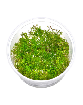 Ludwigia inclinata var verticillata feuilles etroites rouge