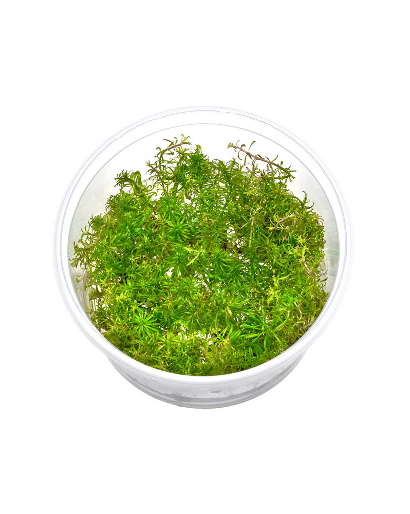 Ludwigia inclinata var verticillata feuilles etroites rouge