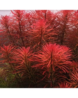 Ludwigia inclinata var verticillata feuilles etroites rouge