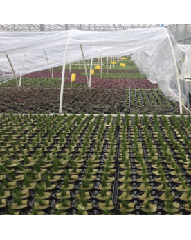 Commande plantes sur mesure - devis pour gros volumes