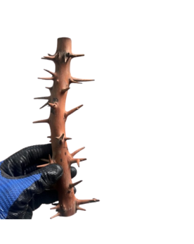 Racine Spiny Branch 20-30cm pour aquarium