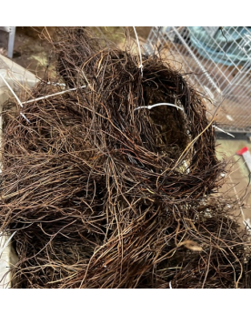 Racine Lipao en bouquet pour aquarium