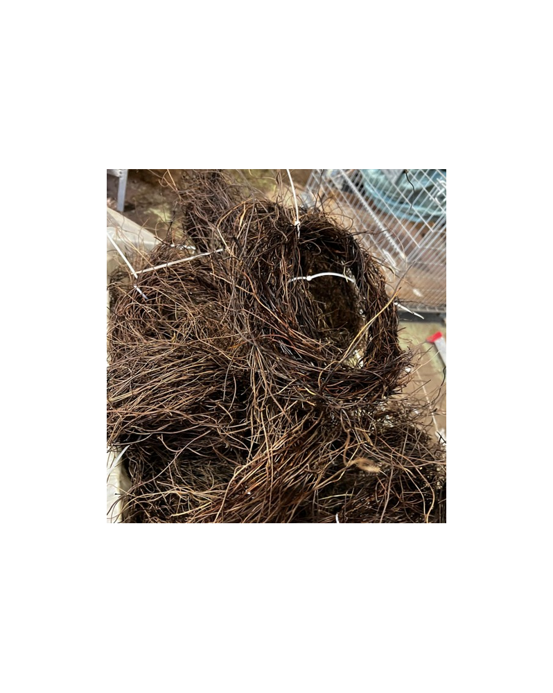 Racine Lipao en bouquet pour aquarium