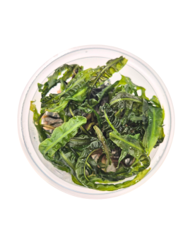 Cryptocoryne balansae in vitro - arriere-plan sans algues