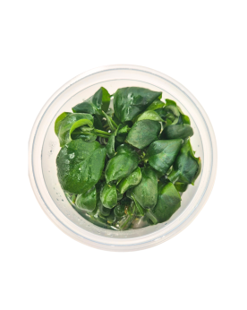 Anubias heterophylla in vitro plante sans algues ni parasites