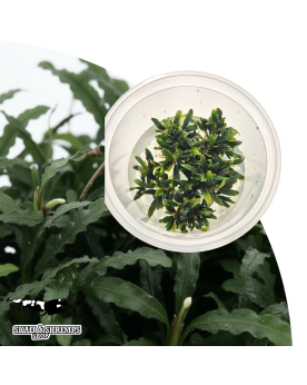 Bucephalandra Caterina Mini in vitro - plante elegante aquarium